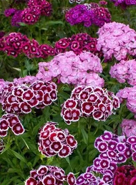 美国石竹花籽洋绣球种子石竹花布景子多年生花卉庭院种籽园林花海