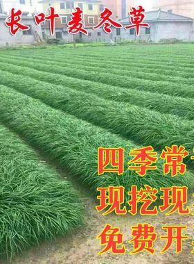 细叶麦冬草日本矮麦冬玉龙草工程庭院绿化沿阶草四季常青麦冬草