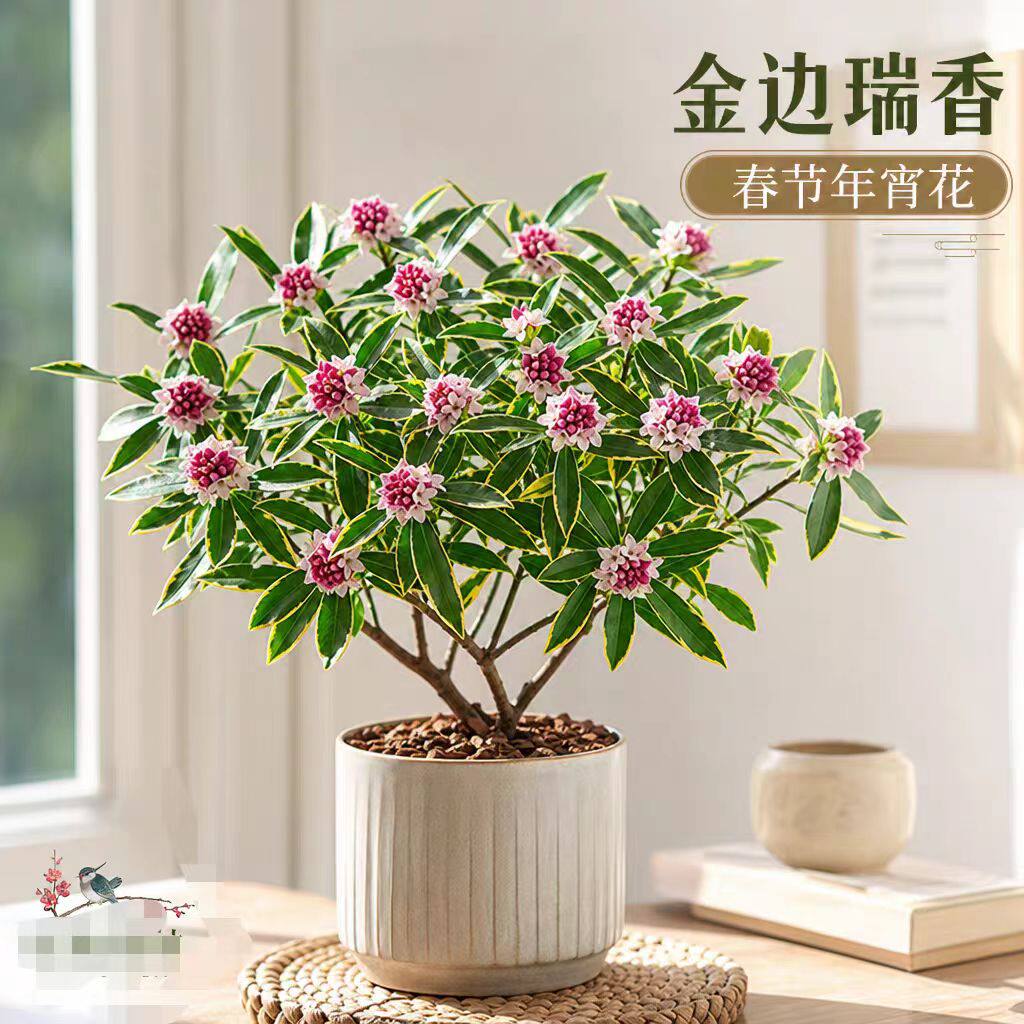 金边瑞香盆栽浓香型年宵花花期带花苞耐寒老桩大苗好养花卉植物