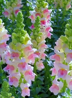 五彩金鱼草种子矮龙头花洋彩雀狮子花籽可切花花坛阳台盆栽春秋播