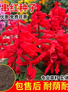 矮一串红花籽庭院花园小区绿化乡村道路节日喜庆花卉种子矮生不高