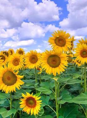 一举夺魁向日葵种孑花种籽子四季播种室内外阳台庭院观赏花海种子