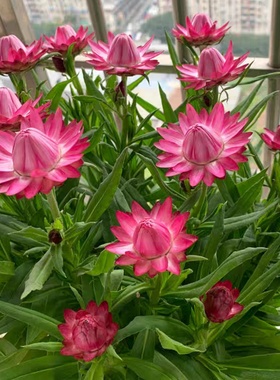 麦秆菊花种子花期长做干花切花室外户外盆庭院蜡菊花籽子脆菊种籽