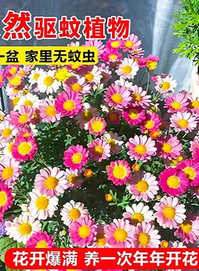 除虫菊花种籽子庭院驱蚊草四季花卉驱虫菊花种子大全室外开花种孑