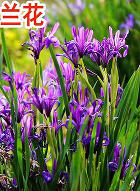 马兰花籽四季种植马莲种子阳台庭院开花易活盆栽马蔺蝴蝶兰种籽孑