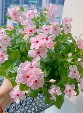 长春花种子日日春天天开花种籽四季播种易活庭院阳台盆栽耐热花卉