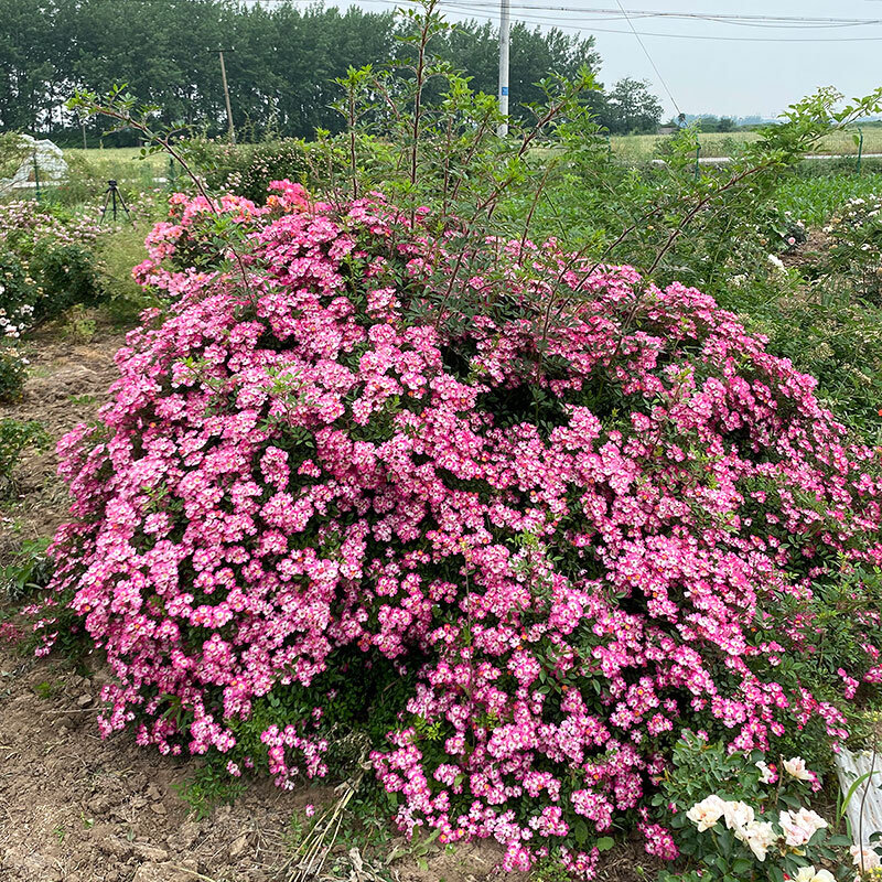 小鼹鼠园艺家密花月季花苗遮阳伞粉色密集小花可垂吊盆栽低维护