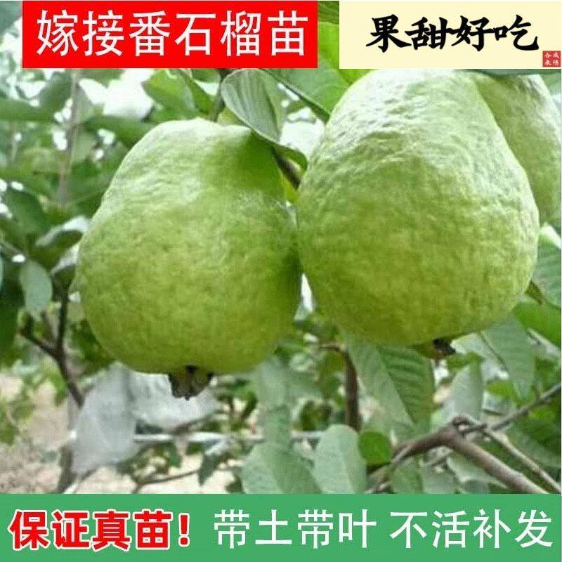 正宗原生番石榴胭脂红四季红宝石各种果树苗南北方种植红心芭乐