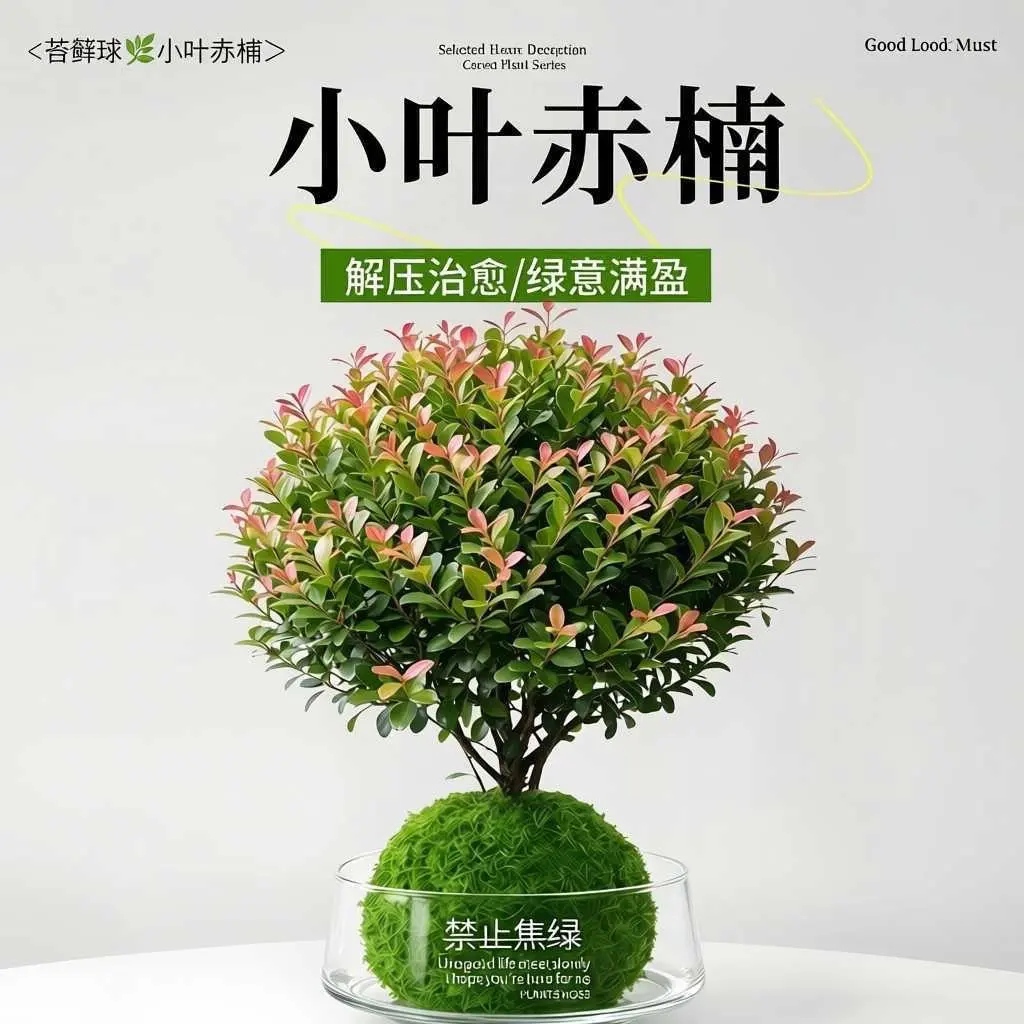 小叶赤楠水培带玻璃杯易养室内