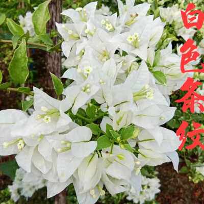 勤花三角梅白雪公主高杆棒棒糖爬藤植物带花盆客厅庭院四季包邮