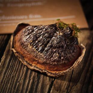 高野质】DMW长白山生松杉【灵芝深山赤灵品芝滋补送礼