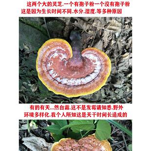 非芝孢子粉灵神芝农架灵深山摘野生赤灵芝整枝采野生林芝野生GZQ