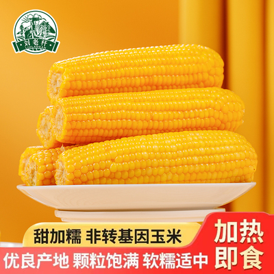 东北黄糯玉米新鲜甜糯玉米棒