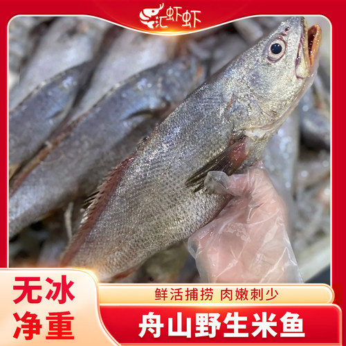 舟山特大米鱼新鲜冷冻深海大鮸鱼鲜活海鲜水产海捕大鳘鱼