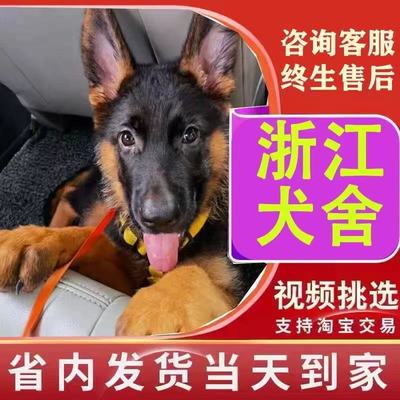 犬舍直销当天到达包纯种包健康
