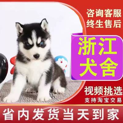 犬舍直销当天到达包纯种包健康