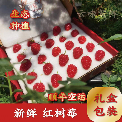 宁夏红树莓现摘现发功效营养好
