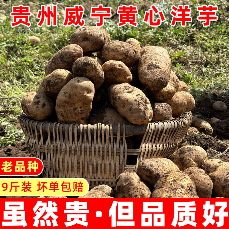 贵州特产威宁高山农家自种土豆