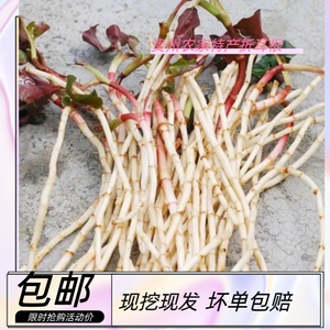 贵州特产农家现挖折耳根新鲜鱼腥草新鲜节节草折二根包邮