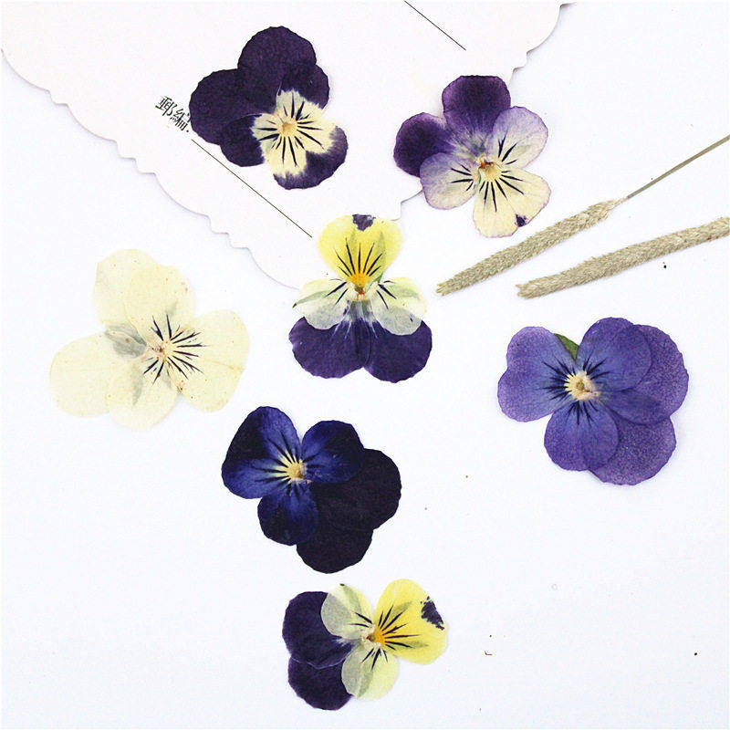 角堇三色堇干花压花押花材料包真花植物标本diy手工真花台灯相框,鲜花速递/花卉仿真/绿植园艺,干花,淘宝优惠券,粉丝福利购,淘宝优惠卷