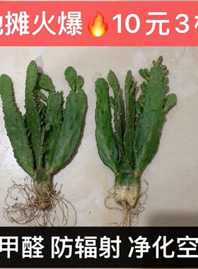 10元3个千手观音仙人荷花仙人掌大多肉清甲醛净化室内大颗
