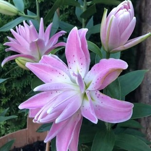 花期超长的花卉四季开花香水百合大种球带芽鲜花盆栽重瓣多苞懒人