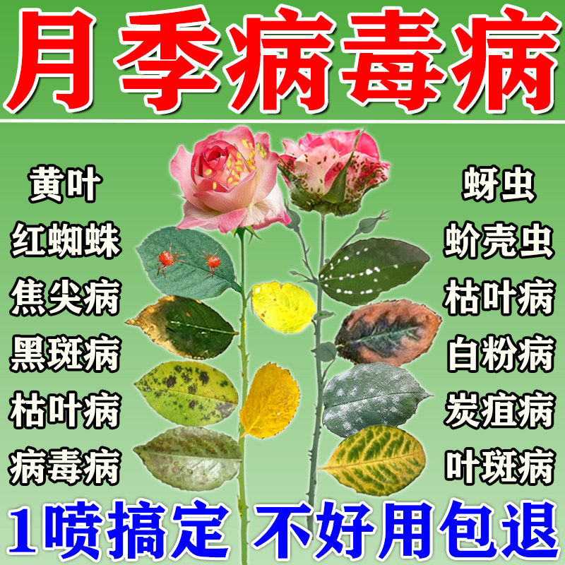 月季花病虫害常用药叶子发黄叶枯叶闷跟黑斑白粉病杀虫专用杀菌剂图片