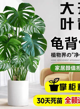 龟背竹盆栽室内绿植大叶开背老桩客厅公室耐阴植物花卉净化空气