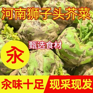登封狮子头芥菜超大新鲜芥菜疙瘩现采现发产地直发河南特产大头菜