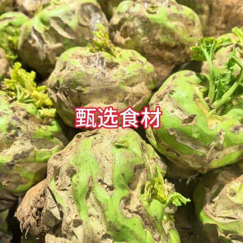 河南特产狮头芥菜又辣又好吃