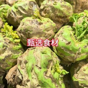河南芥菜疙瘩狮头菜芥菜头农家自种蔬菜饭菜辣菜大头菜芥菜疙瘩