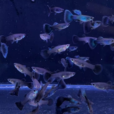 直播间专拍链接活体观赏鱼