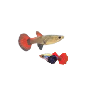 巴厘红扇孔雀鱼练手入门小型热带观赏鱼胎生鱼草缸淡水凤尾鱼活体