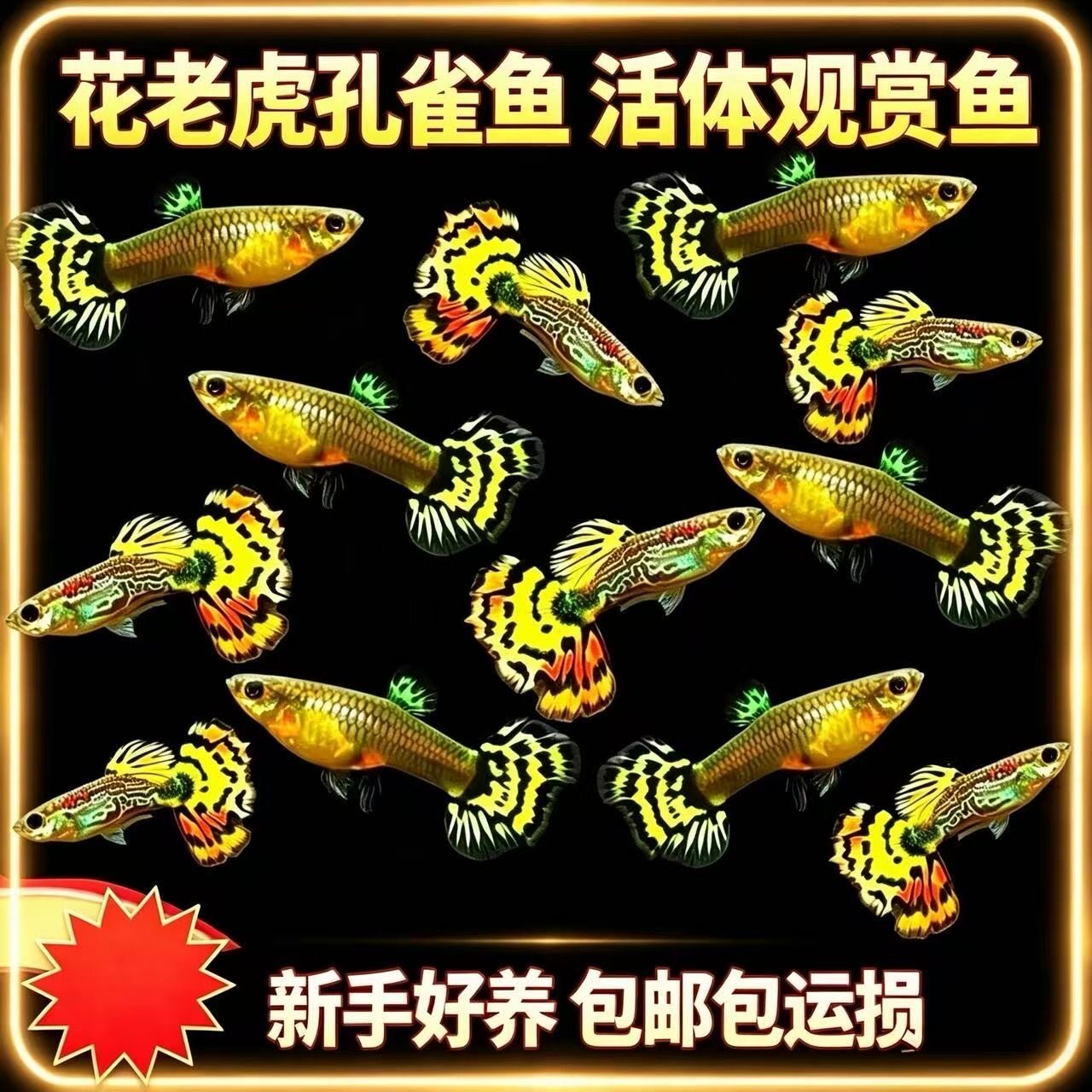 花老虎孔雀鱼亚成活体