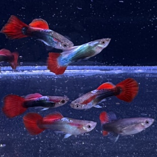 【巴西红扇孔雀鱼】热销热带观赏鱼热带淡水鱼活体小型观赏鱼