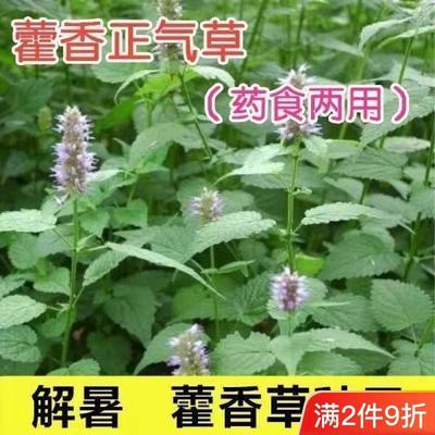 。藿香种子大茴香 霍香香草鱼正气蔬菜种子草籽阳台盆栽驱蚊香草