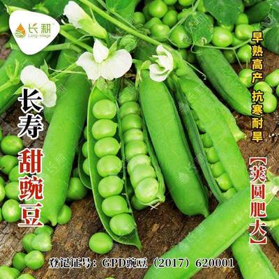 长寿仁甜豌豆种子春蔬菜孑甜脆秋四季种碗豆农家种籽青豆清香菜豆