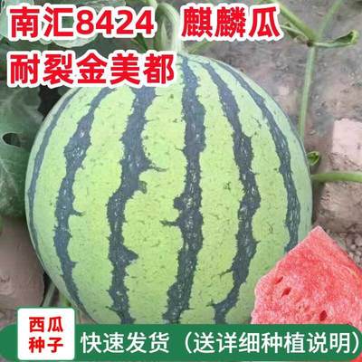 早熟8424麒麟美孑薄皮高产懒汉南方四季都种籽特大西瓜果西瓜种子