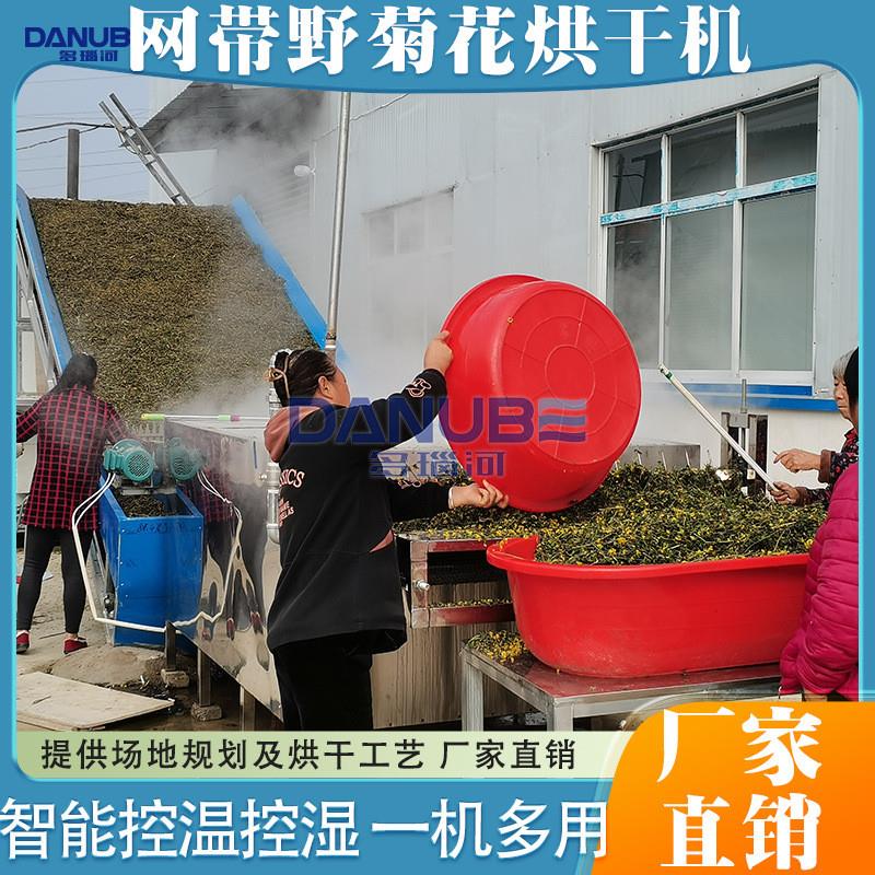 野菊花烘干机 连续式茶菊洋甘菊金丝黄菊胎菊干燥机 野菊烘干设备