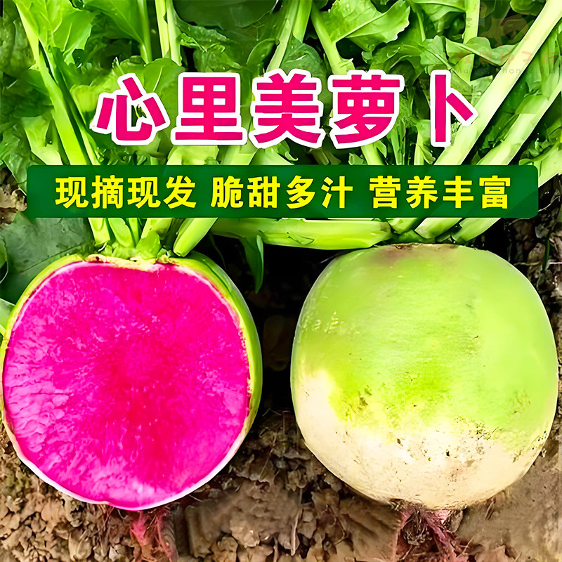 心里美萝卜种子新鲜水果萝卜种籽四季秋季红肉萝卜籽蔬菜萝卜种孑