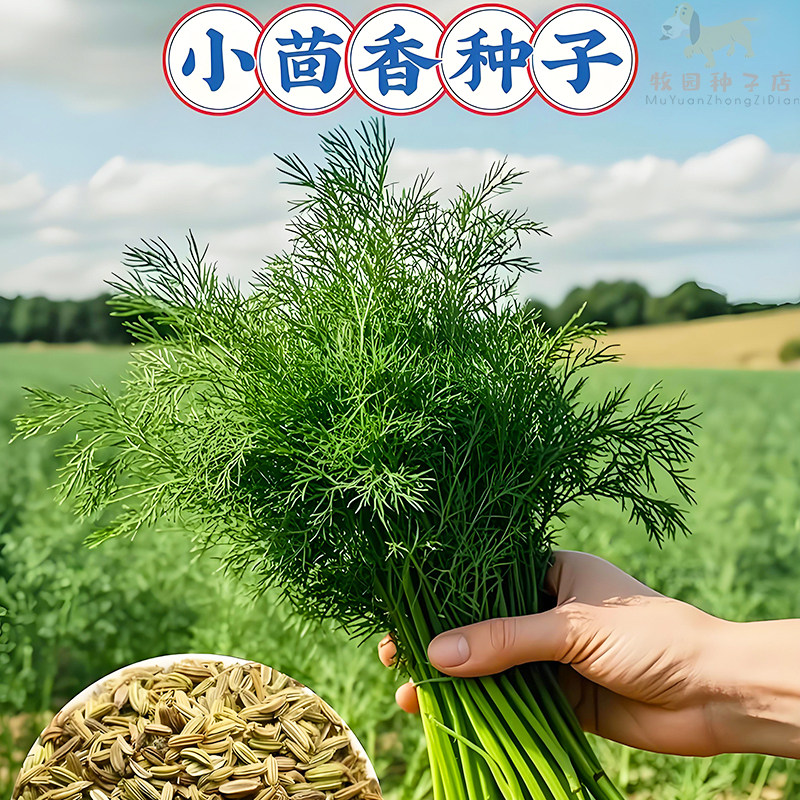 小茴香种子多次采收茴香种籽四季蔬菜种子大全阳台盆栽农家菜种孑