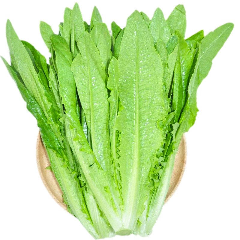 油麦菜种子香脆高甜红油麦菜种籽阳台盆栽四季播蔬菜孑菜种子大全