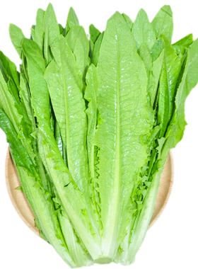 油麦菜种子香脆高甜红油麦菜种籽阳台盆栽四季播蔬菜孑菜种子大全