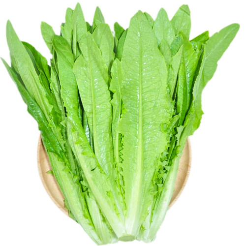 油麦菜种子香脆高甜红油麦菜种籽阳台盆栽四季播蔬菜孑菜种子大全