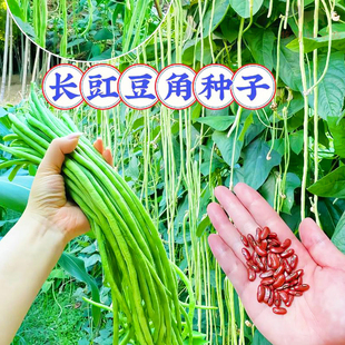 压塌架长豆角种子四季播特长绿条摘不败豇豆种籽植庭院蔬菜豆种子