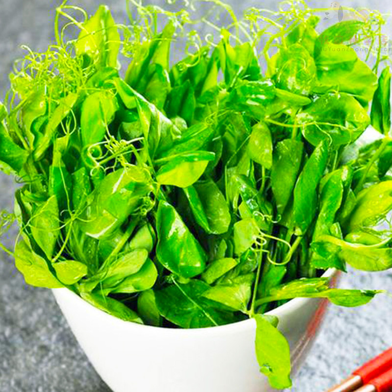 无须豌豆尖种子四季播豌豆苗籽芽苗菜种籽阳台盆栽水培蔬菜籽大全