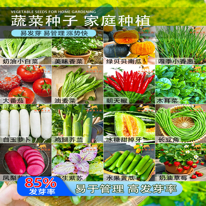 蔬菜种子四季播种盆栽阳台庭院香菜黄瓜萝卜生菜小葱菠菜籽孑大全