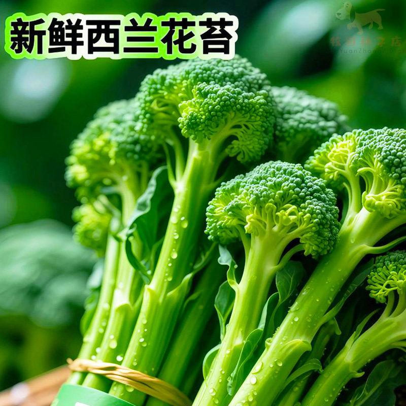 西兰苔种子西洋芥兰种籽小西蓝花芥蓝菜苔菜心四季蔬菜种子大全