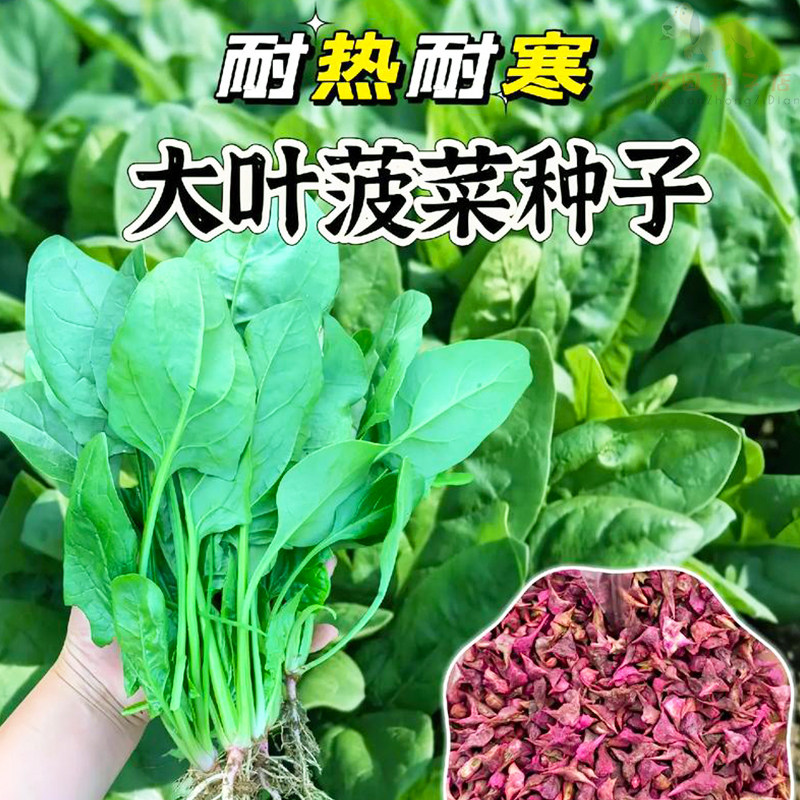 大叶菠菜种子四季高产可越冬圆大叶菠菜籽易种盆栽耐高温蔬菜种子