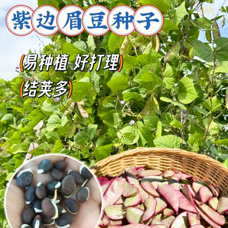 紫边眉豆种子四季高产耐热猪耳朵扁宽大扁豆种籽易播农家蔬菜种子
